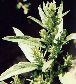 Chenopodium ambrosioides: Epazote (flowering tip)