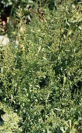 Chenopodium ambrosioides: Epazote plants