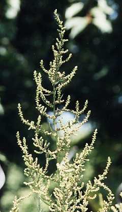 Chenopodium ambrosioides: Fruchtende Epzotepflanze