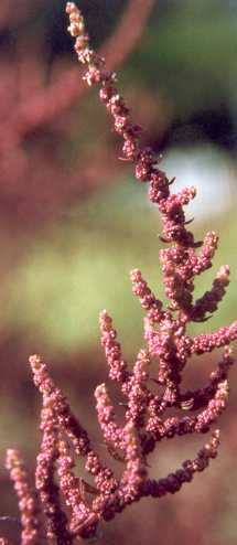 Chenopodium ambrosioides: Epazote flowers