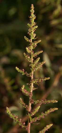 Chenopodium ambrosioides: Epazote inflorescence