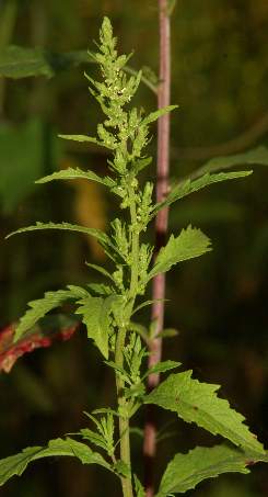 Chenopodium ambrosioides: Epazote plant