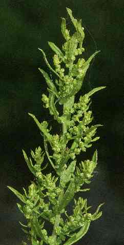 Chenopodium ambrosioides: Epazote