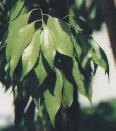 Cinnamomum zeylanicum: Zweig des Zimtbaums