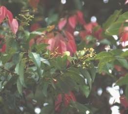 Cinnamomum burmannii: Indonesian cinnamon tree
