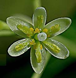 Cinnamomum burmannii: Zimtblüte