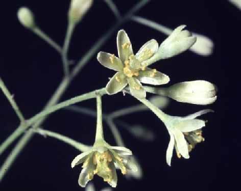 Cinnamomum zeylanicum: Cinnamon flowers