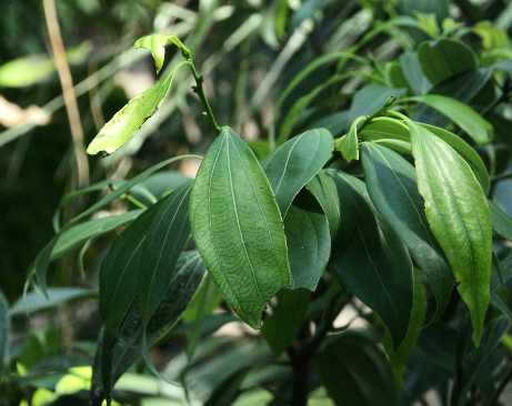 Cinnamomum loureiroi: Saigon-Cassia, belaubter Zweig