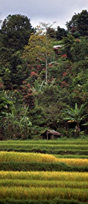 Cinnamomum burmannii: Tanah Minan (Sumatra Barat) Zimtbäume