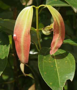 Cinnamomum zeylanicum: Young cinnamon leaves