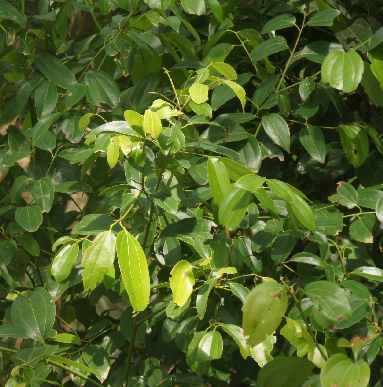 Cinnamomum zeylanicum: Zimtgestrüpp