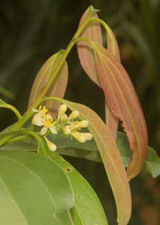 Cinnamomum tamala: Blüten vom indischen Lorbeer (tejpat)