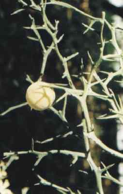Poncirus trifoliata: Three-leaved lemon fruit