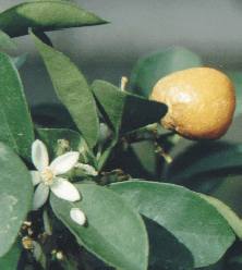 Citrus sinensis: Orange