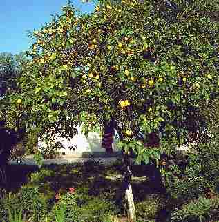 Citrus limon: Zitronenbaum