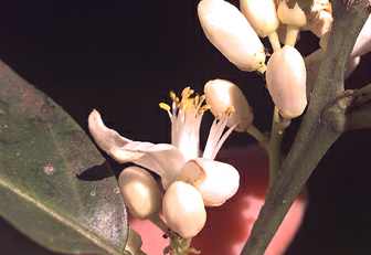 Citrus aurantifolia: Limettenblüte