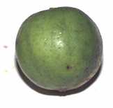 Citrus aurantifolia: Fresh lime