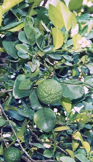 Citrus hystrix: Kaffirlime shrub