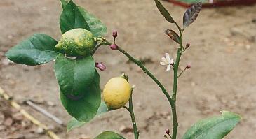 Citrus limon: Lemon plant