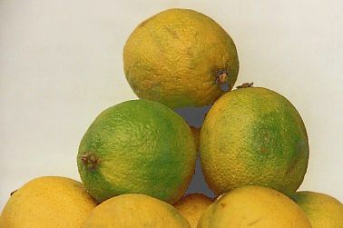 Citrus aurantifolia: Ripe limes