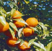 Citrus aurantium: Bitterorangen