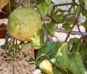 Citrus medica: Unripe citron