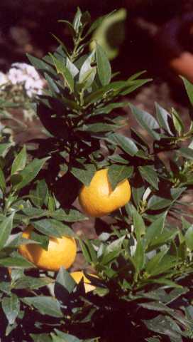 Citrus sinensis var. myrtifolia: Myrten-Orange