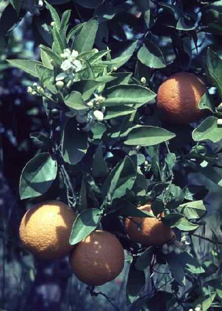 Citrus sinensis: Orangenzweig