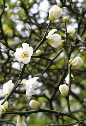 Poncirus trifoliata: Japanische Bergamotte in Blüte