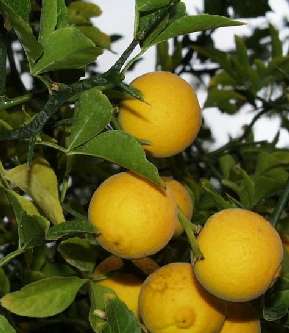 Poncirus trifoliata: Japanese bergamot fruits
