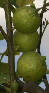 Citrus limon: Unreife Zitronen