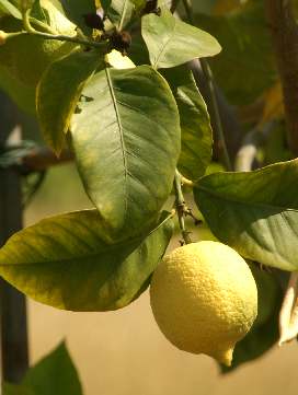 Citrus limon: Zweig mit reifer Zitrone