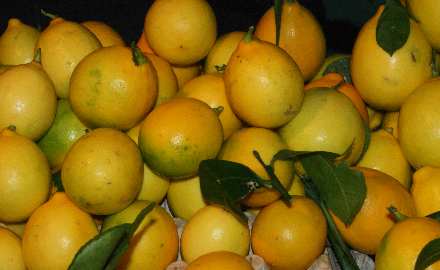 Citrus limon: Reife Zitronenfrüchte