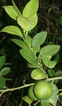 Citrus aurantifolia: Reifende Limetten
