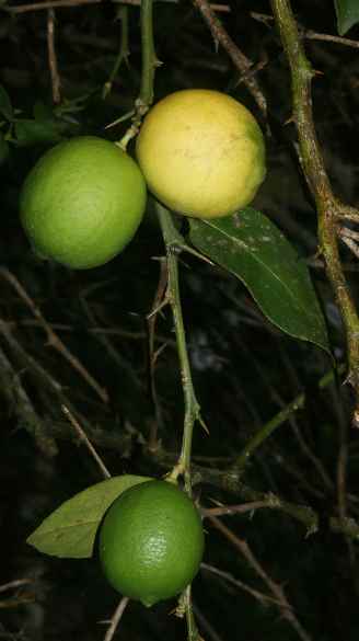 Citrus aurantifolia: Reife und unreife Limetten