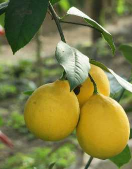 Citrus limon: Ripe lemon fruits in Georgia