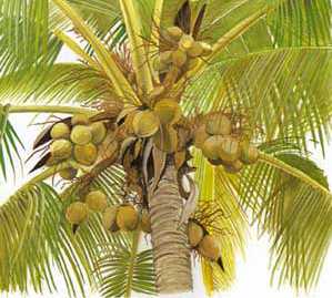 Cocos nucifera: Kokosnußpalme mit Früchten