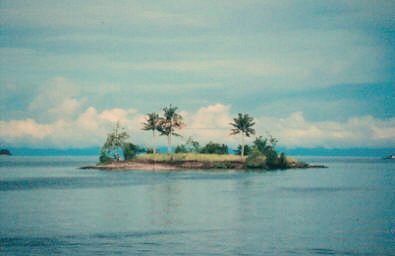 Cocos nucifera: Coconut island (Tobela/Halmahera)