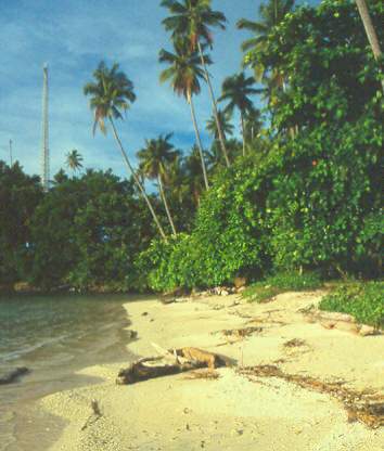Cocos nucifera: Coconut beach (Pantai Luari/Halmahera/Maluku)