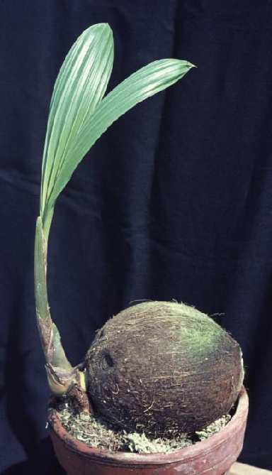 Cocos nucifera: Keimende Kokospalme