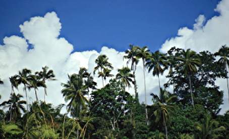 Cocos nucifera: Palm trees in Sulawesi utara