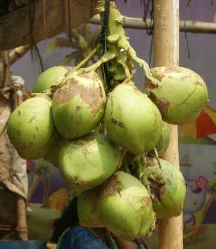 Cocos nucifera: Drinking coconuts