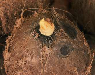 Cocos nucifera: Keimende Kokosnuß