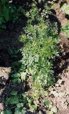 Coriandrum sativum: Korianderpflanze
