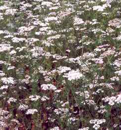 Coriandrum sativum: Coriander field