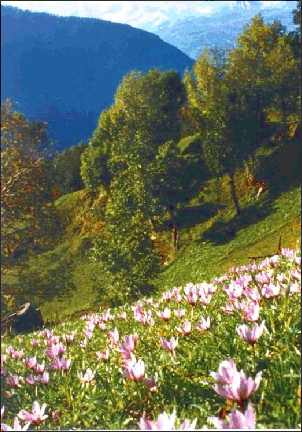 Crocus sativus: Safran in den Alpen
