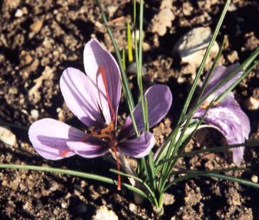 Crocus sativus: Safranblüten