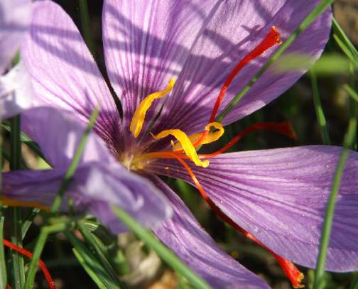 Crocus sativus: Detailaufnahme Safranblüte