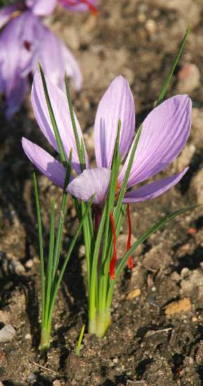 Crocus sativus: Blühende Safranpflanze