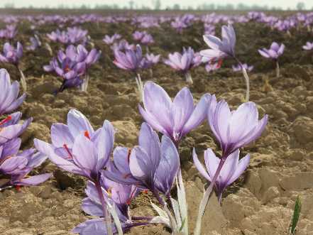Crocus sativus: Saffron field